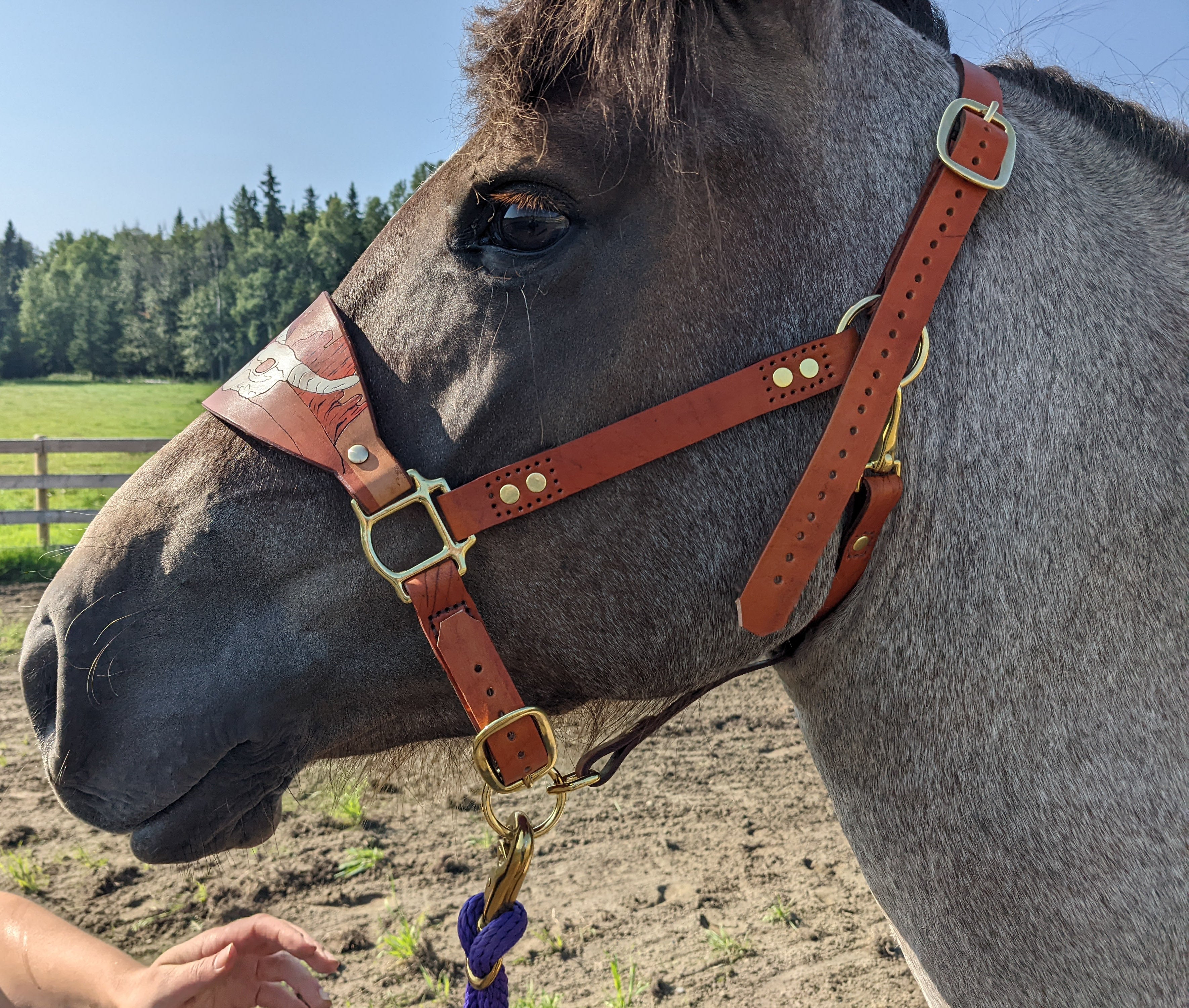 Store Bronc Halter-Custom Wool