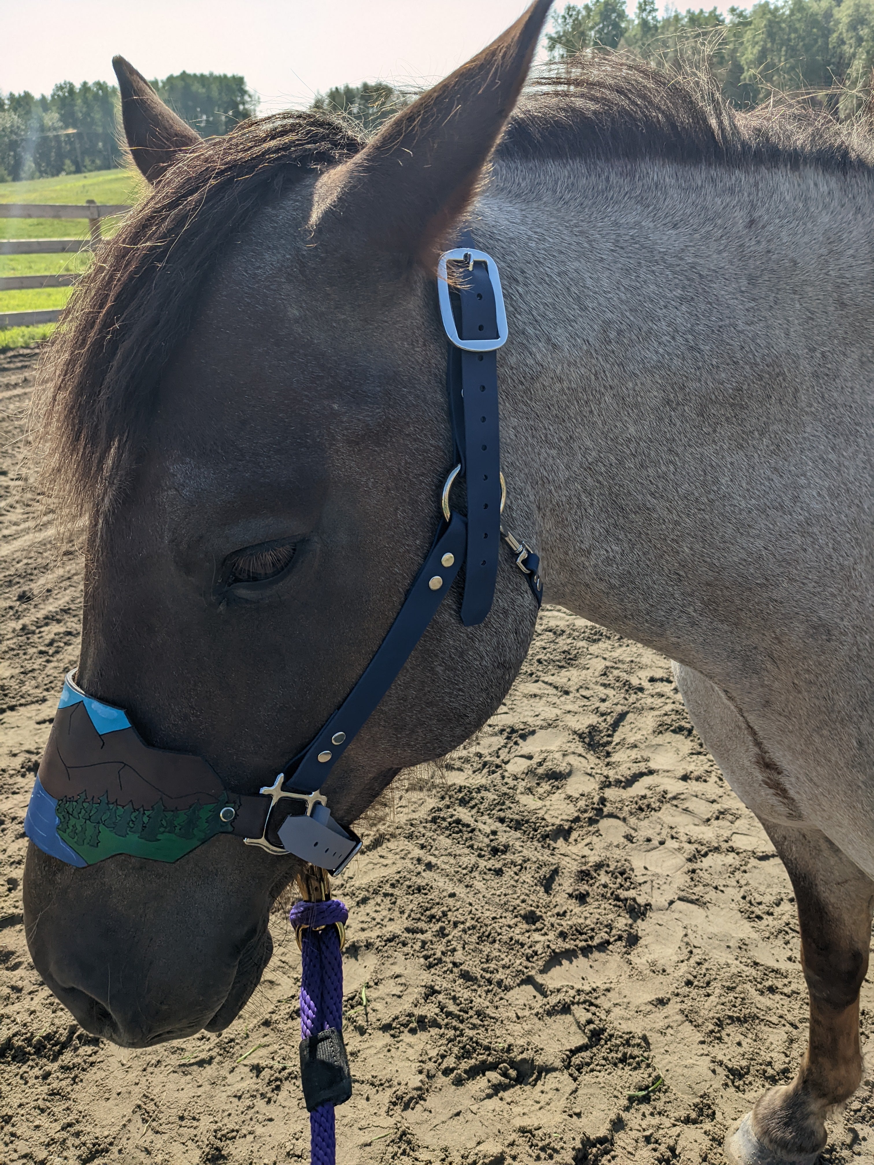 Custom Painted Bronc order Noseband Horse Halter