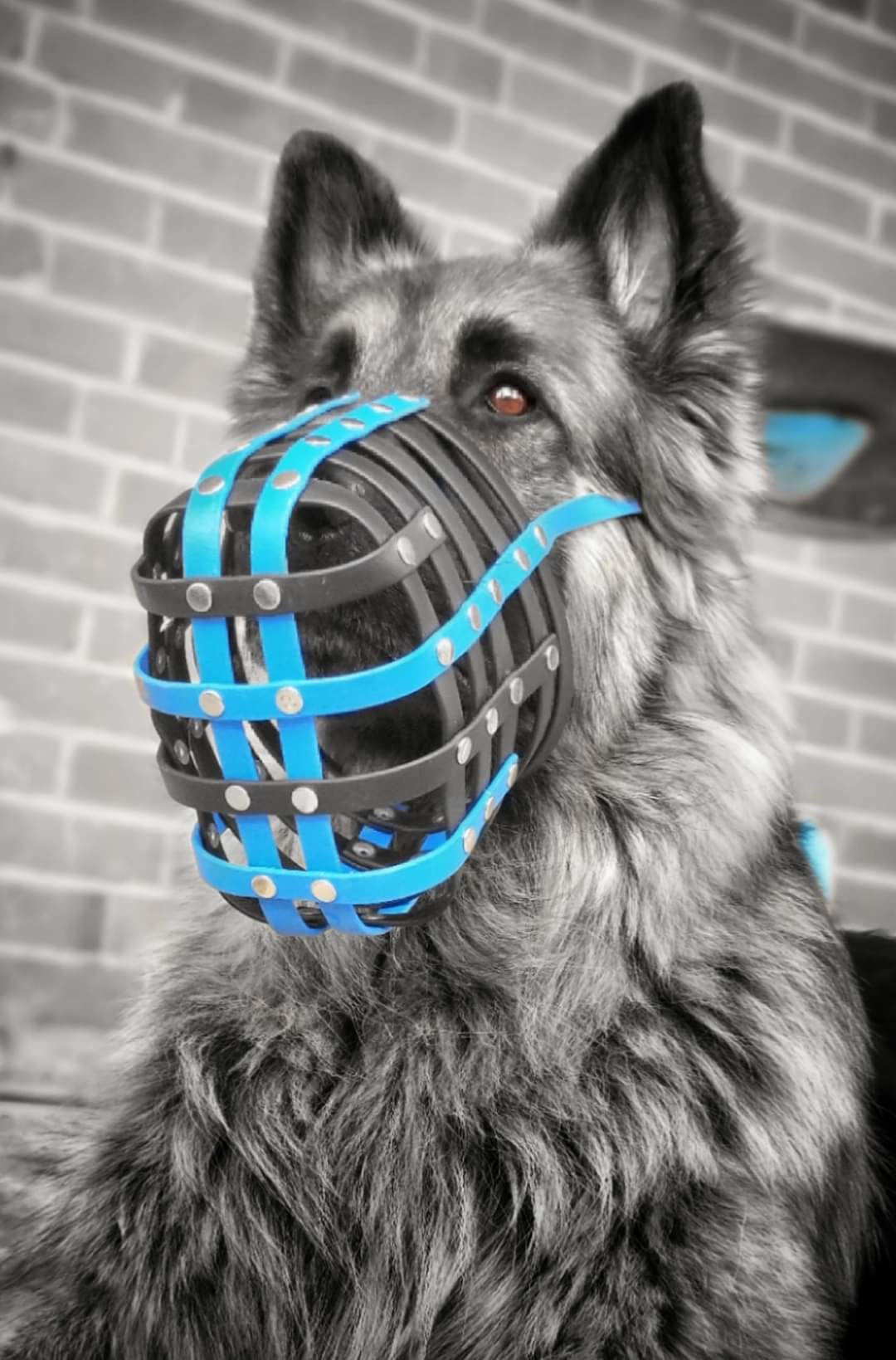 Basket Style Biothane Muzzle - Choose your Colors - Level Two
