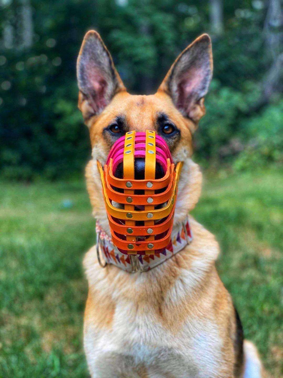 Basket Style Leather Muzzle - Choose Your Colors - Level Two