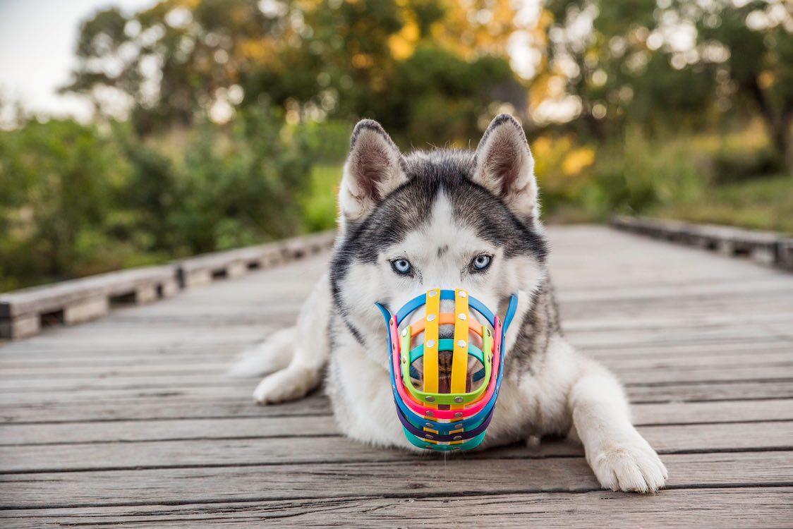 Colorful basket outlet muzzle