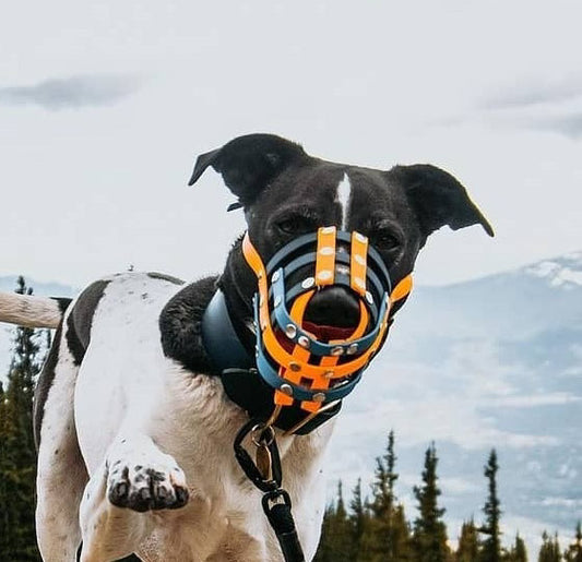 Basket Style Biothane Muzzle with Open Nose - Choose your Colors - Level one