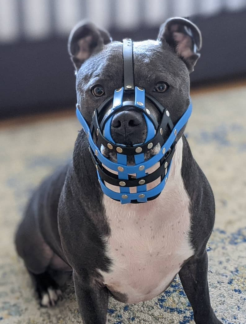 Basket Style Biothane Muzzle with Open Nose plus Forehead strap - Choose your Colors - Level one
