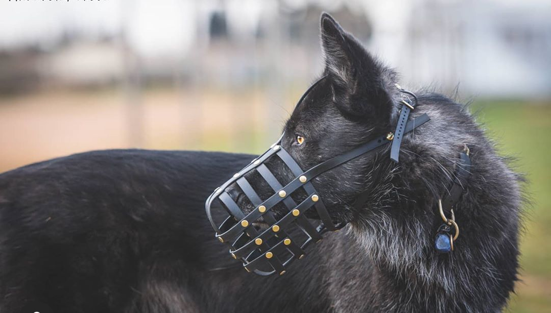 Basket Style Biothane Muzzle with Forehead strap - Choose your Colors - Level One