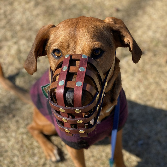 Basket Style Leather Muzzle - Choose Your Colors - Level One