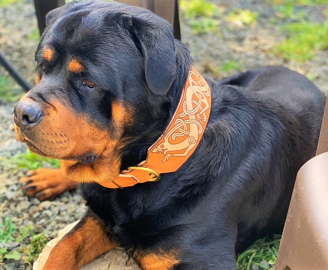 The Fenrir - Leather Dog Collar