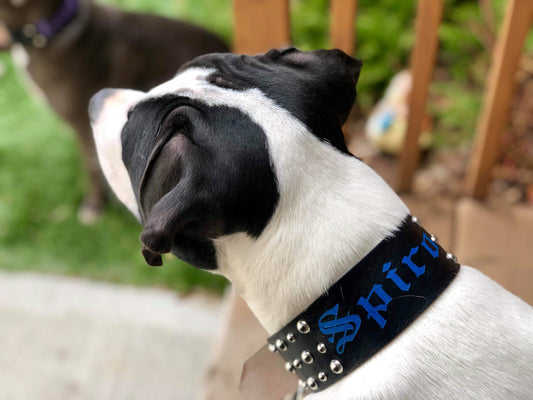 The Stud - Leather Dog Collar